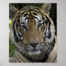 Search for big face posters Tiger