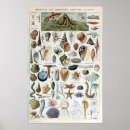 Search for mollusks Shell