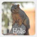 Search for hi hello stickers Squirrel