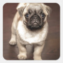 Search for body image stickers Dog
