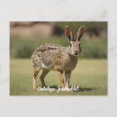 Search for hare postcards Grass