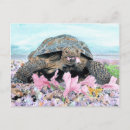 Search for terrapin postcards Tortoise