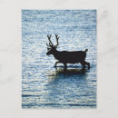 Search for animals of north america postcards Outdoors