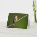 Search for hummingbird thank you cards Wildlife