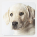 Search for labrador retriever puppy stickers Dog