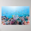 Search for coral reef posters Sand
