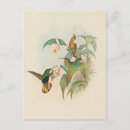 Search for vintage bird paintings postcards Hummingbird