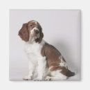 Search for copy space magnets One animal