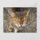 Search for bengal cats postcards Wild