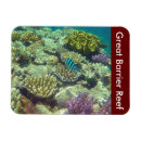 Search for queensland magnets Fish