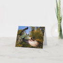 Search for osprey bird cards Birds