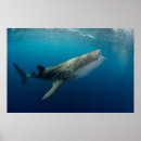 Search for whale shark posters Danita delimont