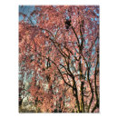 Search for cherry tree art Pink