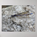 Search for damselfly Purple