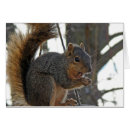 Search for red squirrel photography Rodent