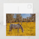Search for grazing postcards Mare