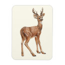 Search for stag magnets Animals