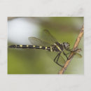 Search for back yard postcards Nature
