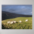 Search for mountain sheep posters Animals