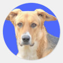 Search for good dog stickers Cute