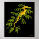 Search for leafies posters Seahorse