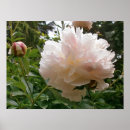 Search for romantic pink posters Elegant
