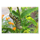 Search for flowers butterflies posters Leaves
