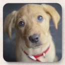 Search for puppy coasters Photography