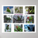 Search for parrot posters Animal