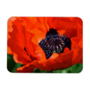 Search for macro flower magnets Nature