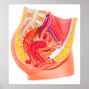 Search for female reproduction posters Uterus