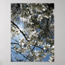 Search for cherry tree posters Plants