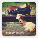 Search for animal friends stickers Pony