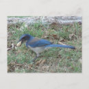 Search for scrub postcards Blue