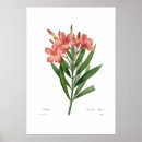 Search for oleander posters Vintage