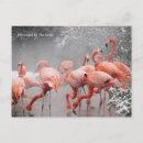 Search for smithsonian postcards National zoo