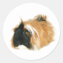 Search for cavy stickers Guinea