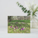 Search for primrose cards invites Primula
