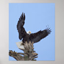 Search for birds of prey posters Alaska