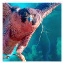 Search for birds of prey posters Falcon