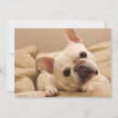 Search for bulldog thank you cards Young animal