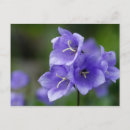 Search for blue bell flower postcards Campanula