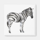 Search for zebra magnets Jungle