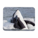 Search for breaching magnets Alaska