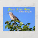 Search for mockingbird postcards Songbird