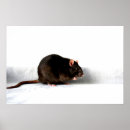 Search for cute rats posters Rodent
