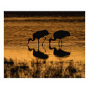Search for silhouete posters Animal