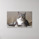 Search for tabby cat canvas prints Feline