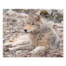 Search for resting photography Nature