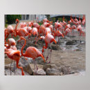 Search for american flamingo posters Pink